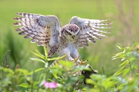 Holenuil (Athena cunicilaria) 6-2016 0687